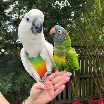 Rainbow FeatherWear FlightSuit™