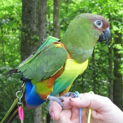 Rainbow FeatherWear FlightSuit™