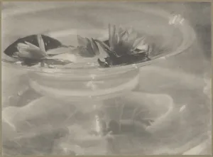 Water Lillies
