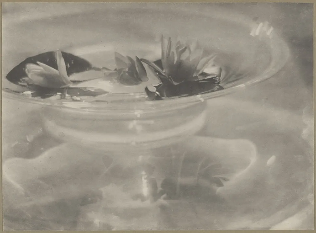 Water Lillies